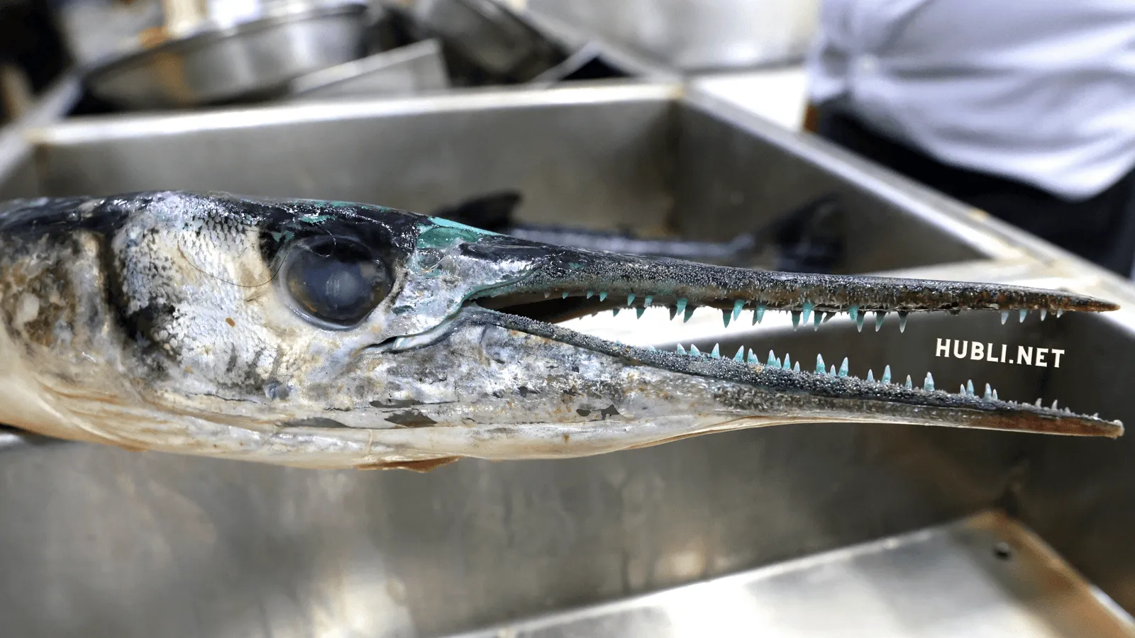 What fish is this?