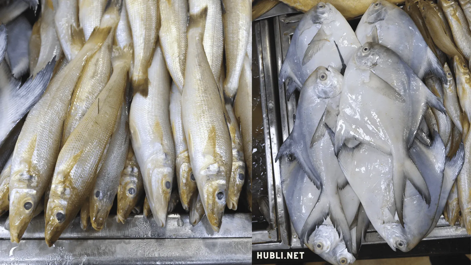 Variety of fish in the Hubli fish market