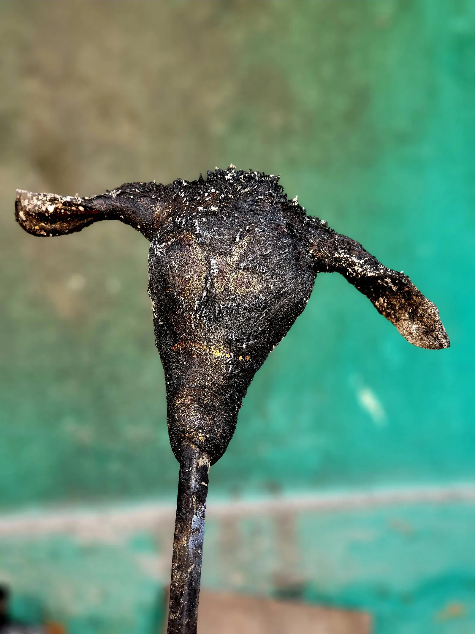 Hubli.net